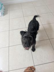Found/Stray Female Dog last seen Avenue q and 19th , Fort Pierce, FL 34950
