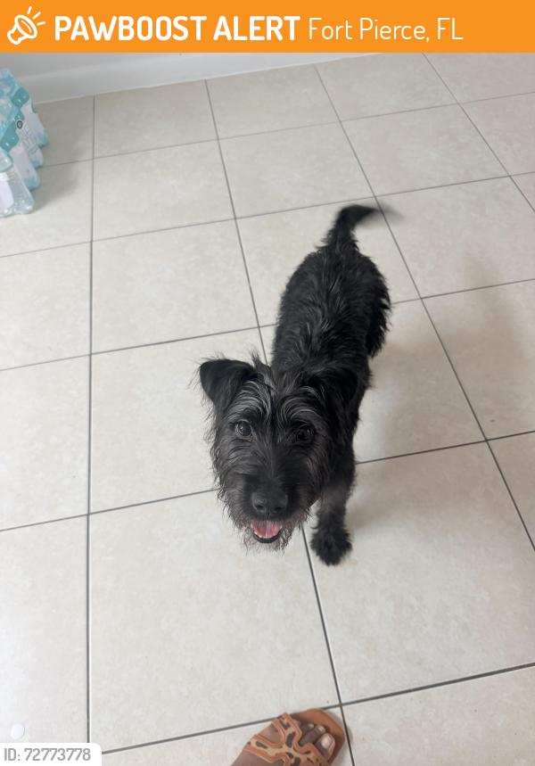 Found/Stray Female Dog last seen Avenue q and 19th , Fort Pierce, FL 34950
