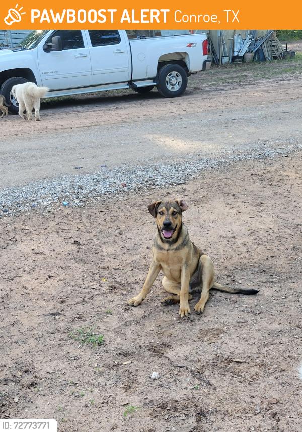 Found/Stray Male Dog last seen Near and Crockett martin , Conroe, TX 77306