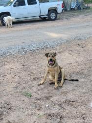 Found/Stray Male Dog last seen Near and Crockett martin , Conroe, TX 77306