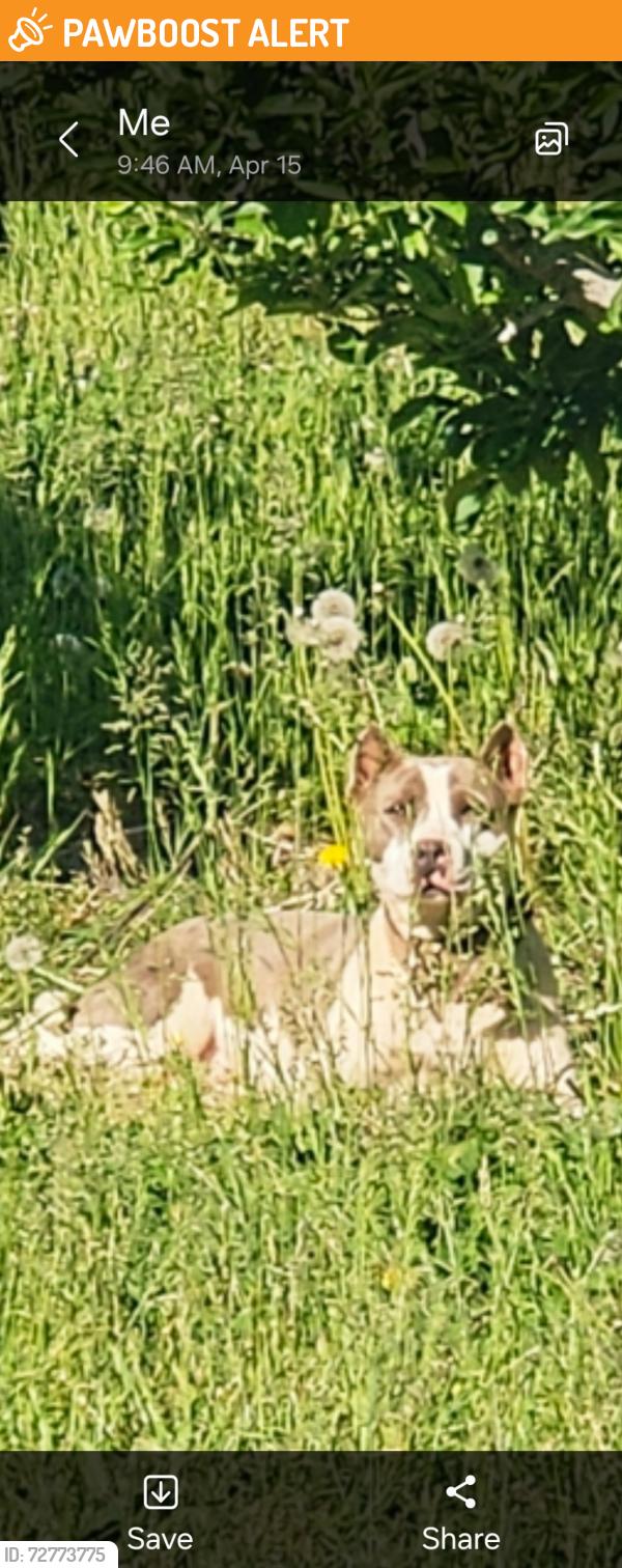 Found/Stray Unknown Dog last seen McMurray Road Tracy Grove side, EAST flt Rock, NC, Henderson County, NC 28731