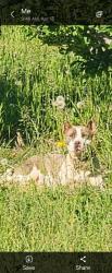 Found/Stray Unknown Dog last seen McMurray Road Tracy Grove side, EAST flt Rock, NC, Henderson County, NC 28731