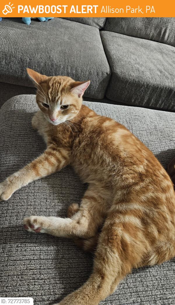 Found/Stray Male Cat last seen Hemlock Drive, Allison Park, PA 15101
