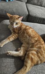 Found/Stray Male Cat last seen Hemlock Drive, Allison Park, PA 15101