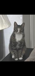 Lost Male Cat last seen Kenswick meadows ct. , Humble, TX 77338
