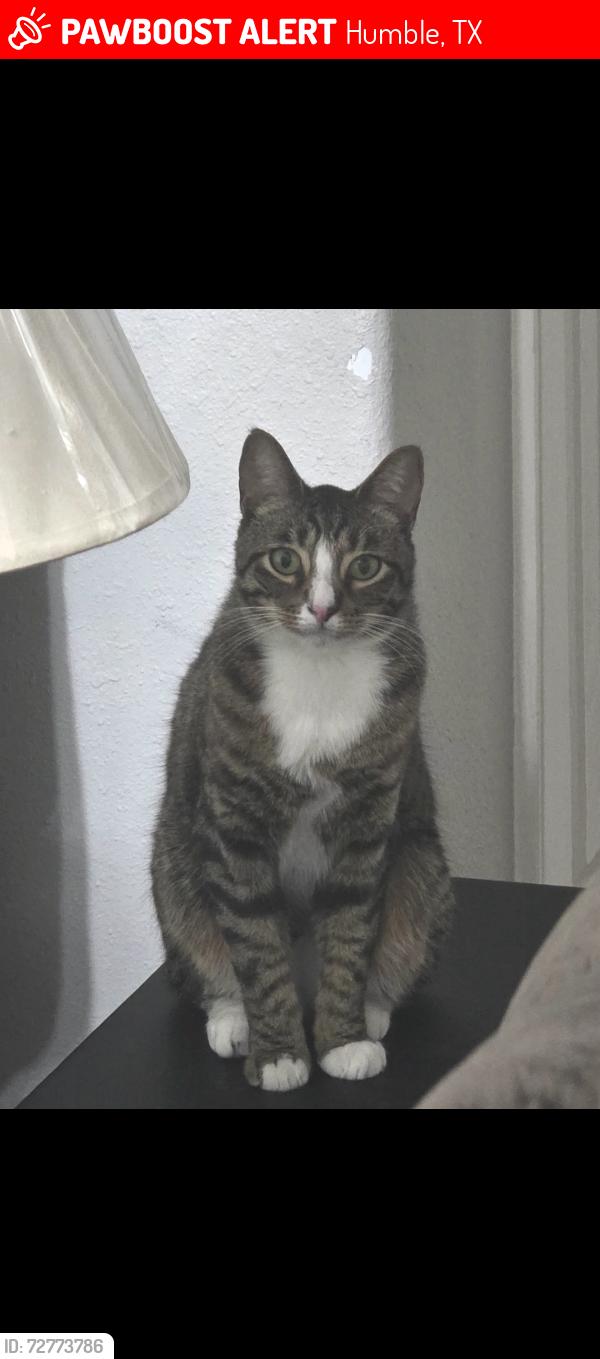 Lost Male Cat last seen Kenswick meadows ct. , Humble, TX 77338