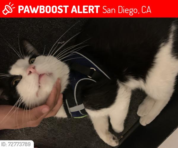 Lost Male Cat last seen Thor St and Una St, San Diego, CA 92113
