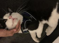 Lost Male Cat last seen Thor St and Una St, San Diego, CA 92113