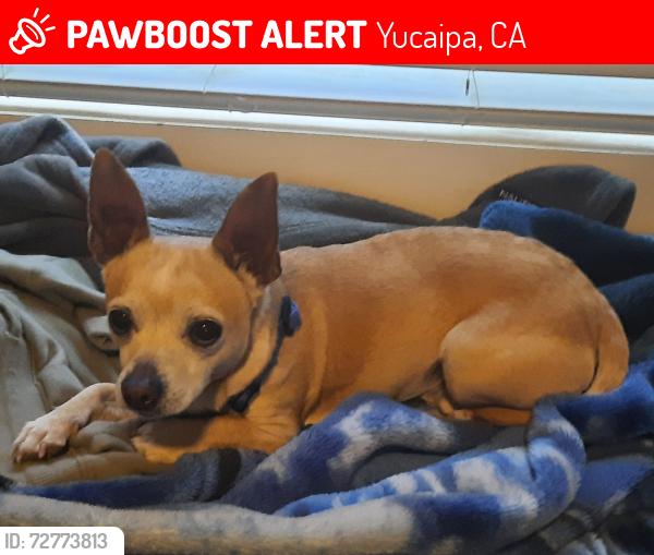 Lost Male Dog last seen Calimesa elementary school, Yucaipa, CA 92399