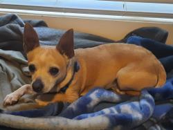 Lost Male Dog last seen Calimesa elementary school, Yucaipa, CA 92399