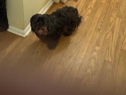 Found/Stray Female Dog last seen Foundry apmts , Simpsonville, SC 29680