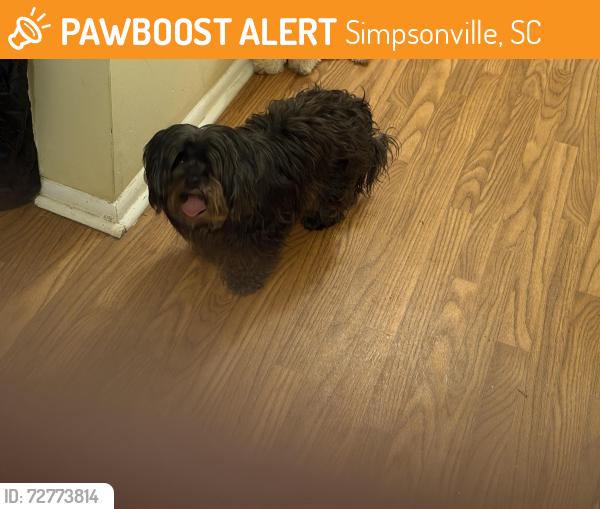 Found/Stray Female Dog last seen Foundry apmts , Simpsonville, SC 29680