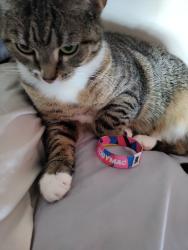 Lost Female Cat last seen Addison, Fayette, McCarrol, Baird, W Chestnut Street , Hayes , etc, Washington, PA 15301