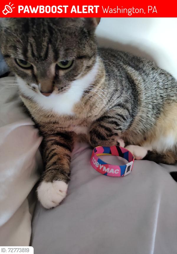 Lost Female Cat last seen Addison, Fayette, McCarrol, Baird, W Chestnut Street , Hayes , etc, Washington, PA 15301