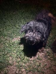 Found/Stray Unknown Dog last seen melanzane ave , San Antonio, TX 78233