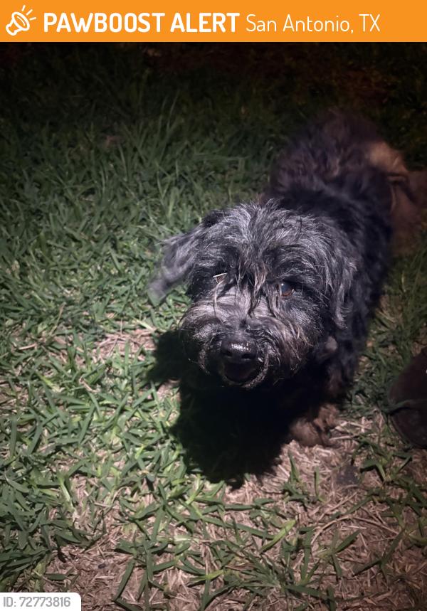 Found/Stray Unknown Dog last seen melanzane ave , San Antonio, TX 78233