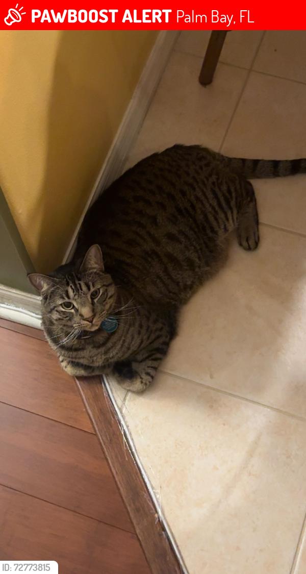 Lost Male Cat last seen Tavernier Circle, Palm Bay, FL 32905