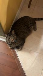 Lost Male Cat last seen Tavernier Circle, Palm Bay, FL 32905