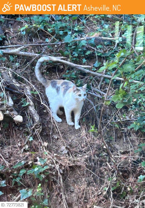 Found/Stray Unknown Cat last seen Physio PT and Wellness, Asheville, NC 28806