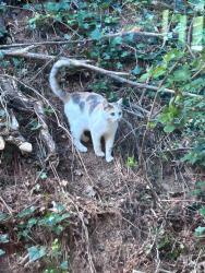 Found/Stray Unknown Cat last seen Physio PT and Wellness, Asheville, NC 28806