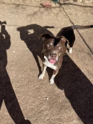 Lost Male Dog last seen Route 66, Amarillo, TX 79106