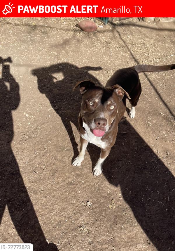 Lost Male Dog last seen Route 66, Amarillo, TX 79106
