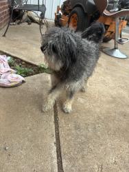 Found/Stray Unknown Dog last seen Near nw 28th st., Oklahoma City, OK 73107