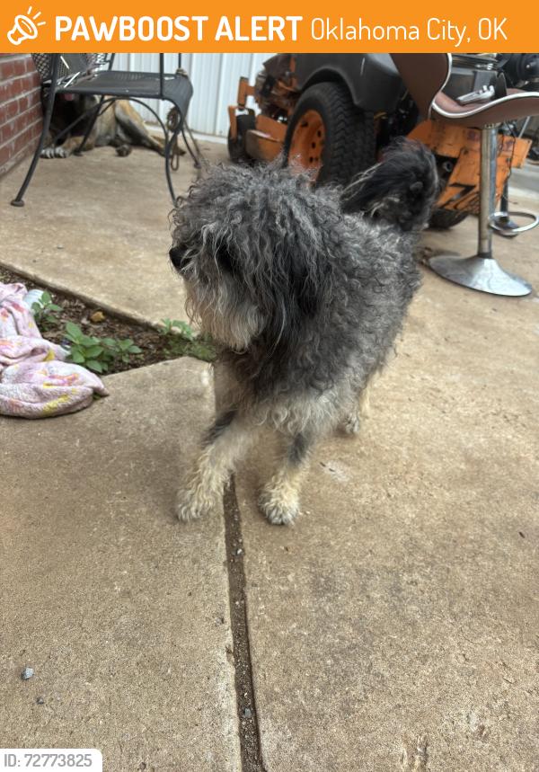 Found/Stray Unknown Dog last seen Near nw 28th st., Oklahoma City, OK 73107
