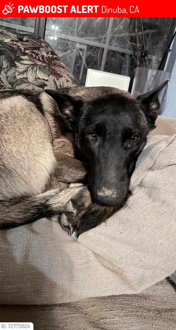 Lost Female Dog last seen Near Avenue 400 Dinuba, CA  93618 United States, Dinuba, CA 93618