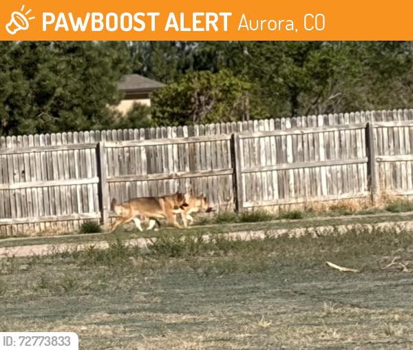 Found/Stray Unknown Dog last seen Yale & Ventura, Aurora, CO 80011