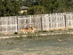 Found/Stray Unknown Dog last seen Yale & Ventura, Aurora, CO 80011