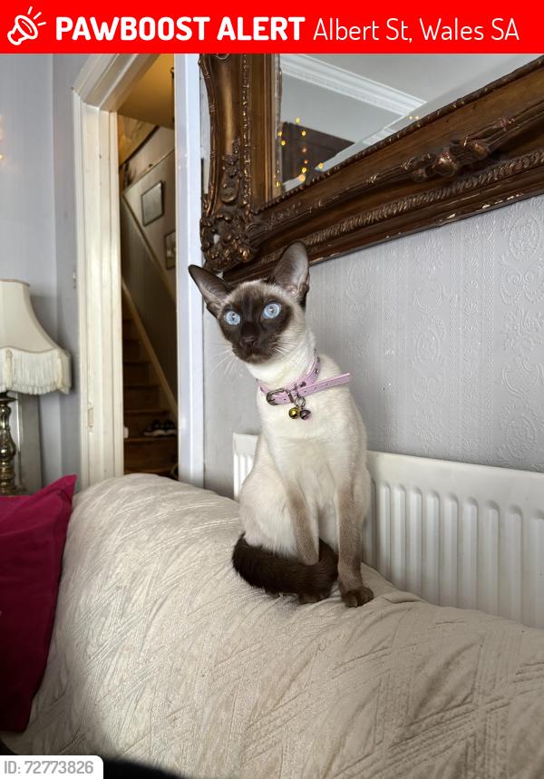 Lost Female Cat last seen Greenfield/seaside/sandy/bowls & old leisure centre/peoples park/pond, Albert St, Wales SA15