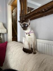 Lost Female Cat last seen Greenfield/seaside/sandy/bowls & old leisure centre/peoples park/pond, Albert St, Wales SA15