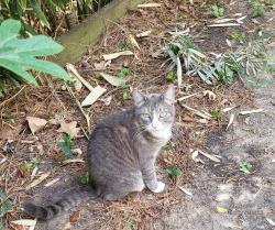 Found/Stray Unknown Cat last seen Tanglewilde and Woodlake community park, Houston, TX 77063
