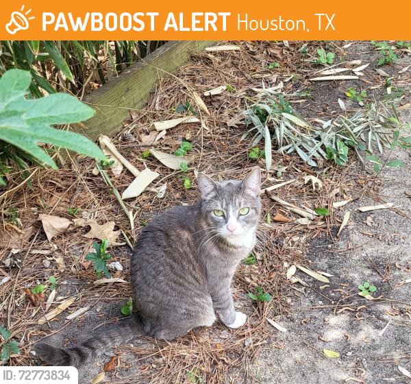 Found/Stray Unknown Cat last seen Tanglewilde and Woodlake community park, Houston, TX 77063