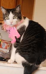 Lost Male Cat last seen The Knoxville Botanical Gardens areas , Knoxville, TN 37914