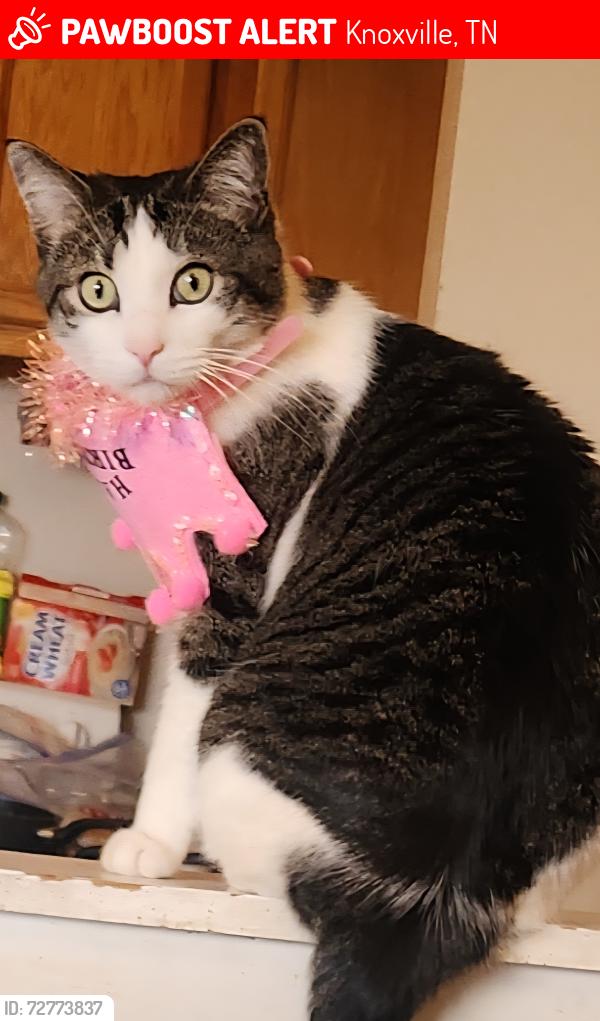 Lost Male Cat last seen The Knoxville Botanical Gardens areas , Knoxville, TN 37914