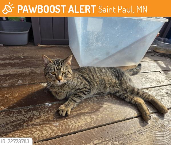 Found/Stray Male Cat last seen Beech Street & Cypress Street, Saint Paul, MN 55106