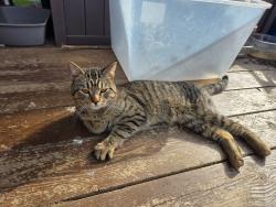 Found/Stray Male Cat last seen Beech Street & Cypress Street, Saint Paul, MN 55106