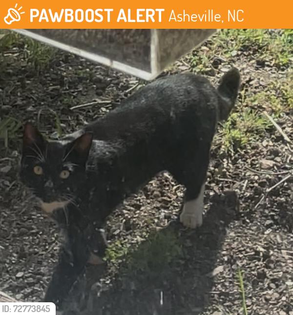 Found/Stray Unknown Cat last seen Sand Hill Rd & I-40, Asheville, NC 28806