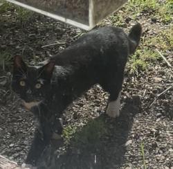 Found/Stray Unknown Cat last seen Sand Hill Rd & I-40, Asheville, NC 28806