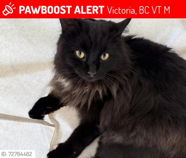 Lost Male Cat last seen Glanford & Mann Ave, Victoria, BC V8T 1M9