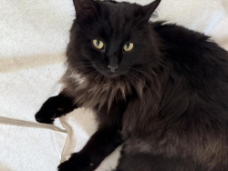 Lost Male Cat last seen Glanford & Mann Ave, Victoria, BC V8T 1M9