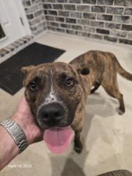Found/Stray Male Dog last seen FM 149, Richards, TX 77873
