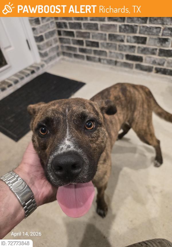 Found/Stray Male Dog last seen FM 149, Richards, TX 77873