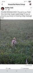 Found/Stray Unknown Dog last seen Hardin Valley , Knoxville, TN 37902