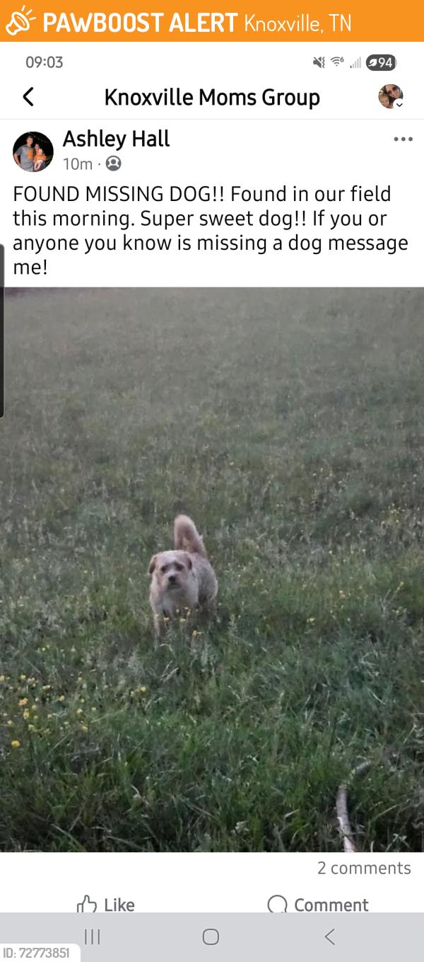 Found/Stray Unknown Dog last seen Hardin Valley , Knoxville, TN 37902