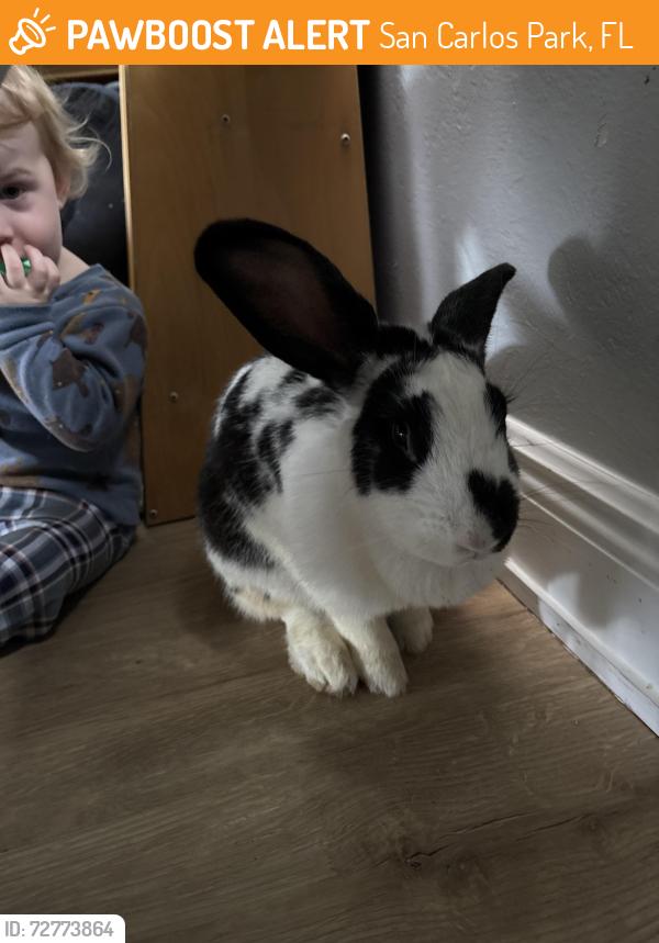 Found/Stray Unknown Rabbit last seen san carlos park, ft myers , San Carlos Park, FL 33967