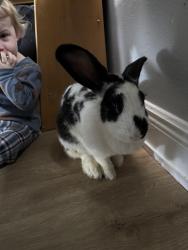 Found/Stray Unknown Rabbit last seen san carlos park, ft myers , San Carlos Park, FL 33967