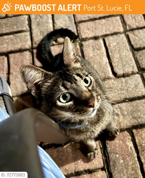 Found/Stray Female Cat last seen Crosstown , Port St. Lucie, FL 34983